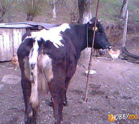 vand vaca la prima fatare