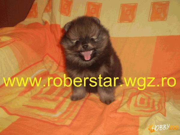 Vand pui pomeranian cu pedigree