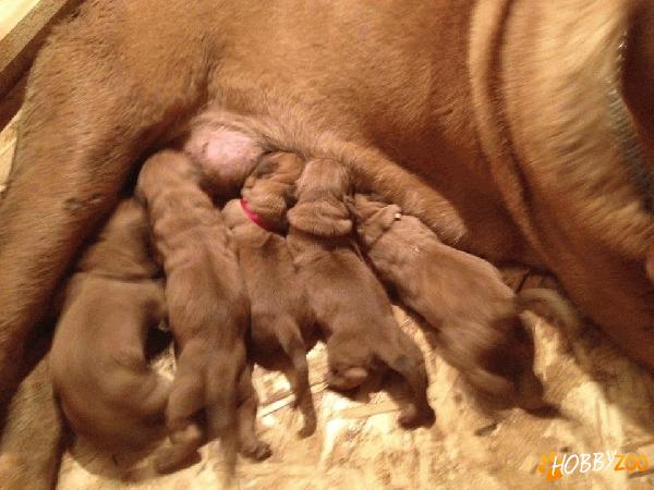 PUIUTI DE DOG DE BORDEAUX DE VANZARE!!