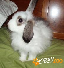 Iepuri Berbeci Fuzzy lop