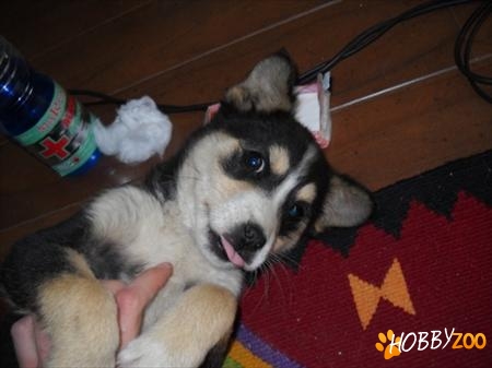 catelusa spre adoptie