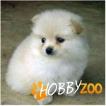 Pui Pomeranian de vanzare