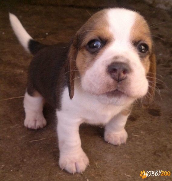 vand catei beagle satu mare