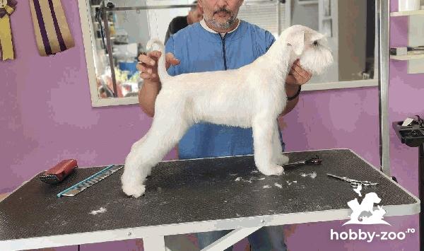 Schnauzer alb miniatural cățeluși frumoși