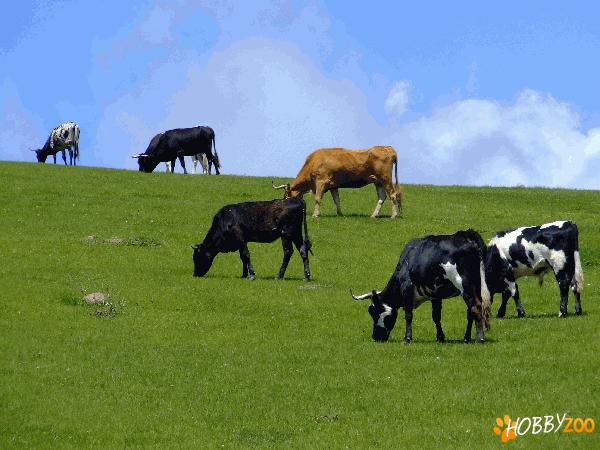 Vand Juninci Gestante Holstein