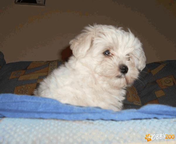 Pui de Bichon Maltese