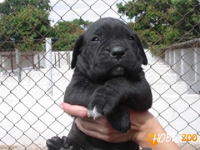 vand cane corso calitate