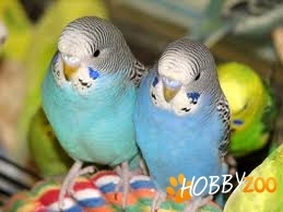 vand papagali perusi ondulati