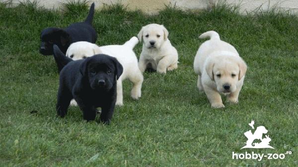 Vând câini Retriever negri