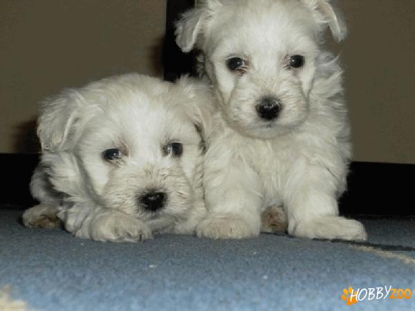 vand catei bichon maltez