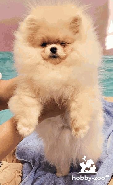 Pomeranian BOO catelusi de clasa TOP