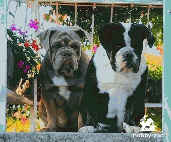 Bulldog exotic căței
