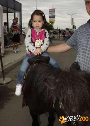 Ponei Shetland Bucuresti
