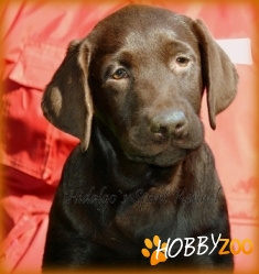 Pui Labrador Retriever Hidalgos 