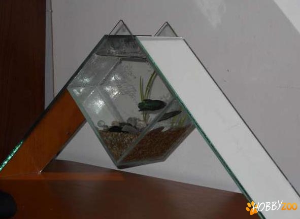 acvariu betta de vanzare