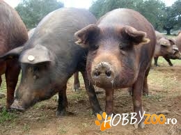 Porci de carne greutate mare