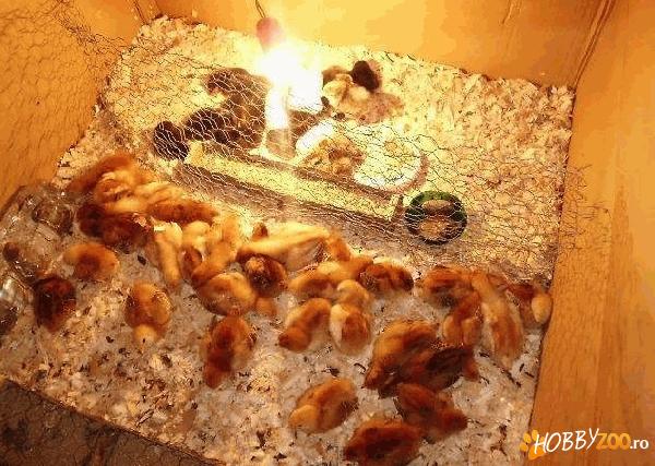 pui Kabir si Issa Brown