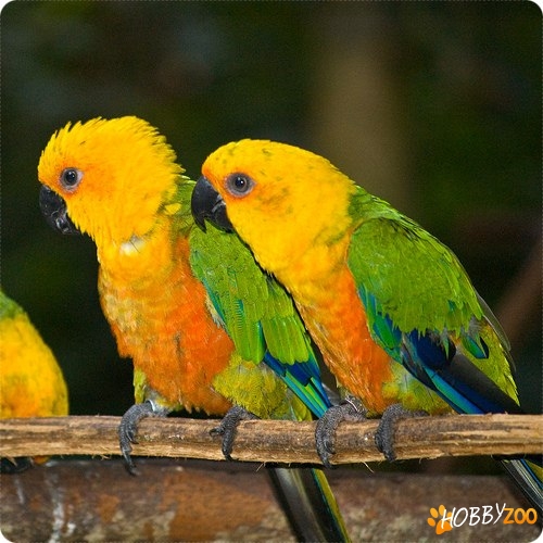 vand papagali amazon 