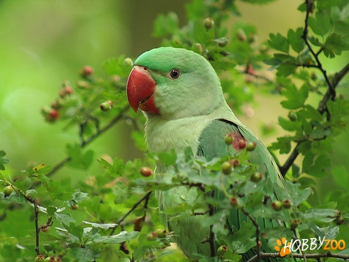 VAND PAPAGALI VORBITORI PUI