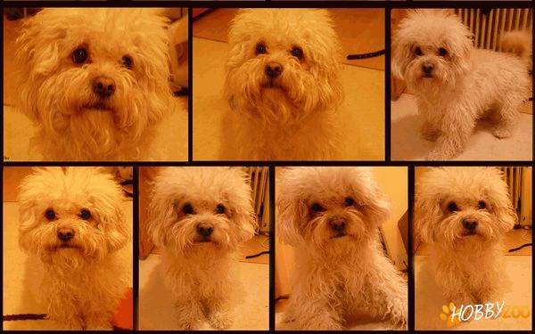 femela bichon maltez/bolognese monta