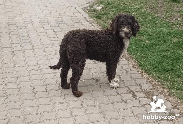 Catei / Pui Lagotto Romagnolo