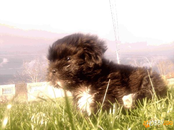 mascul Shih -Tzu de vanzare