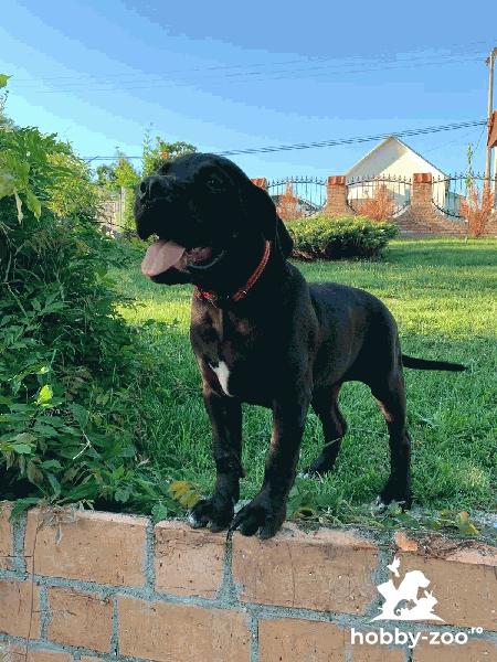 Boerboel african cățeluși