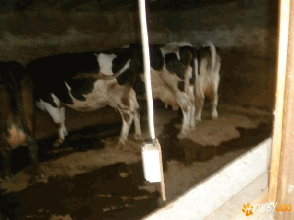 Vaci superbe de lapte