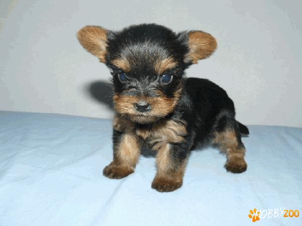 Yorkshire Terrier mini toy de EXCEPTIE !
