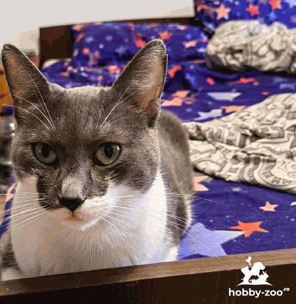 Adopție împreună sau separat 