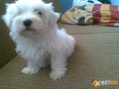 bichon maltez talie mica