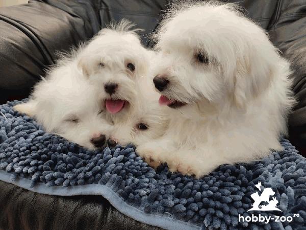 Coton de Tulear / Pekingese cățeluși