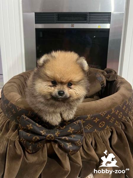 Căței Pomeranian de calitate superioară