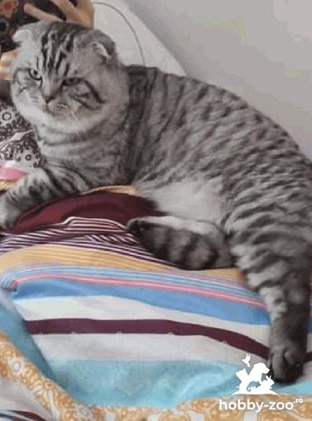 Lulu,motan Scottish Fold  monta