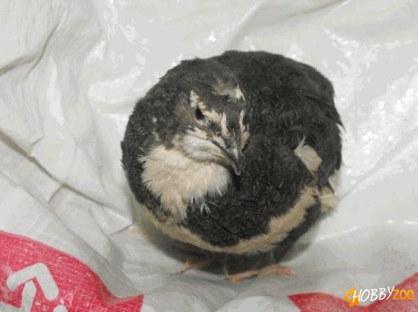 prepelite japoneze faraon mature