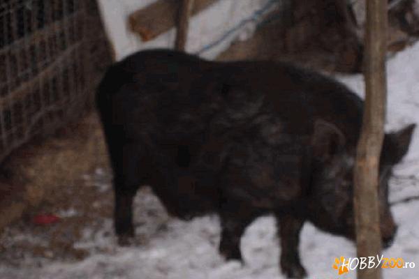 Vand porc vier vietnamez