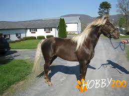 Kentucky Mountain Saddle