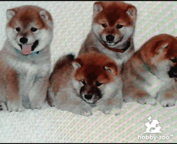 Shiba Inu catelusi de vanzare