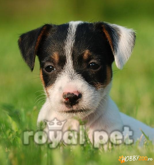 VAND CAINI JACK RUSSEL