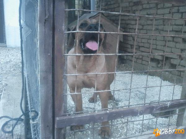  Caine Tosa Inu (Negociabil sau schimb)