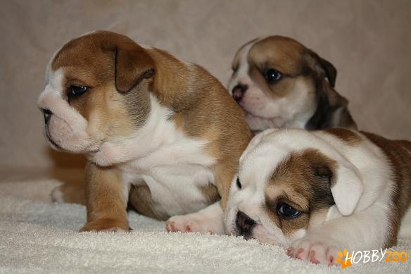catei bulldog englez
