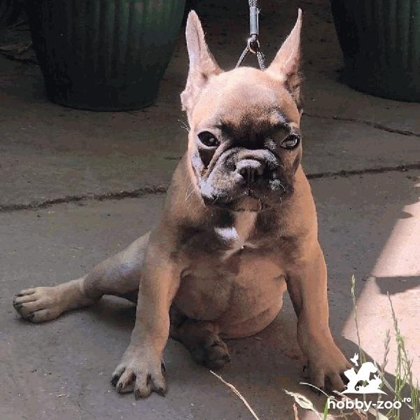 Buldog FrancezBuldog francez băieți
