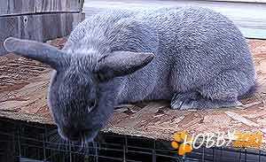 Iepuri de rasa Fox Silver