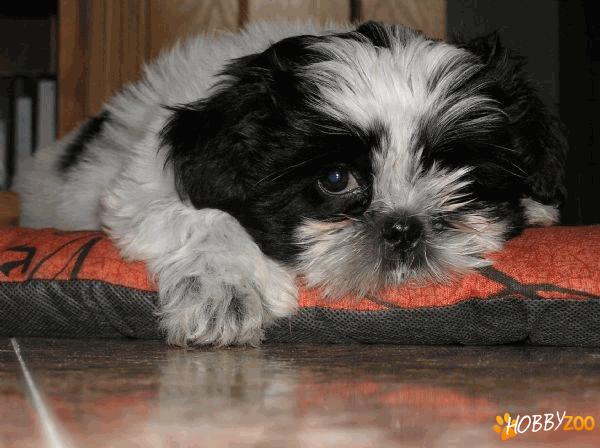 shih tzu superbi alb negru