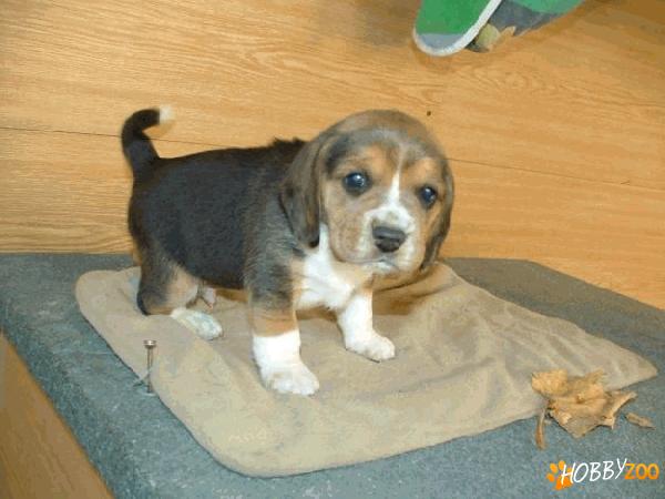 Vindem catelusi Beagle