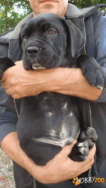 catei de cane corso