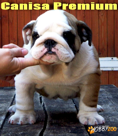 Bulldog Englez de top