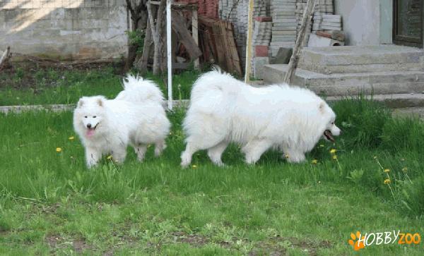 Samoyede mascul 6 sapt de vanzare