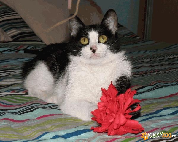 JOLLY -  motoras pentru adoptie