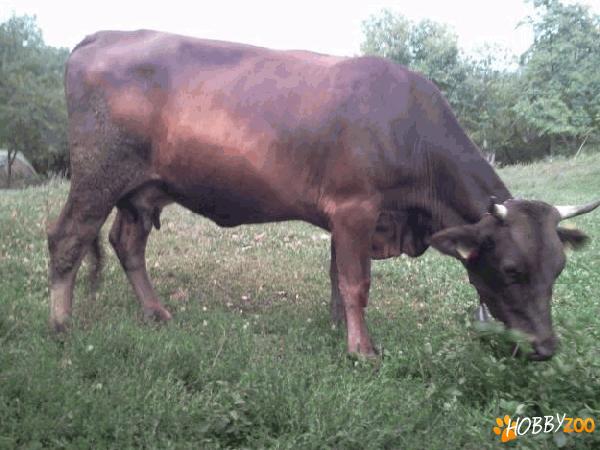 Vaca juninca la prima fatare
